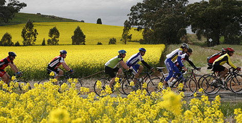 Cycling though canola fields.